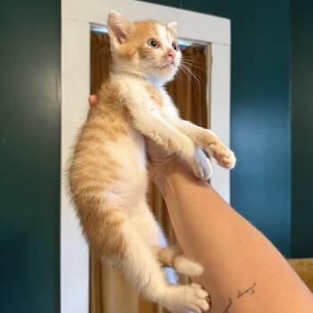 Fireball -  Domestic Short Hair Cat for Adoption in Granville, Ohio - Fireball | PetCurious