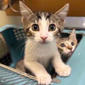 Rescue Domestic Short Hair Cats for Adoption in Morgan Hill, California - Maple | PetCurious