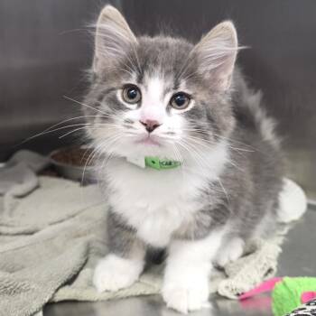 Dandelion -  Domestic Long Hair Cat for Adoption in Fort Wayne, Indiana - Dandelion | PetCurious