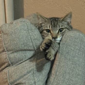 Rescue Domestic Medium Hair and Tabby Cats for Adoption in Council Bluffs, Iowa - Mr. Puff  --  (jm) | PetCurious