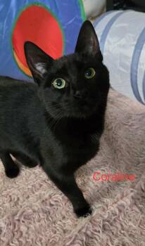 Coraline -  Domestic Short Hair Cat Available for Adoption in Greene, New York - Coraline | PetCurious