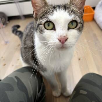 Domestic Short Hair Cats Available for Adoption in Mastic, New York - Clover | PetCurious