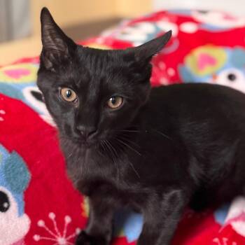 Sparrow -  Domestic Medium Hair Cat for Adoption in Pittsford, Vermont - Sparrow | PetCurious