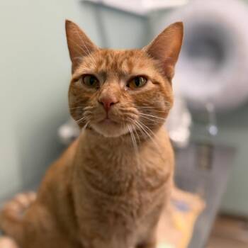 Ruby -  Domestic Short Hair Cat for Adoption in Pittsford, Vermont - Ruby | PetCurious