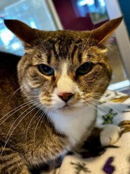 Domestic Short Hair Cats Available for Adoption - Jarvis (BONDED) | PetCurious