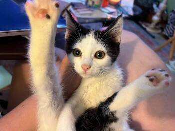 Rescue Domestic Short Hair Cats for Adoption - Mandy | PetCurious