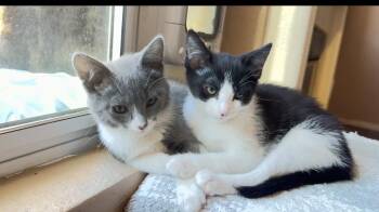 Bella & Gigi -  Domestic Short Hair Cat for Adoption in Elk Grove, California - Bella & Gigi | PetCurious