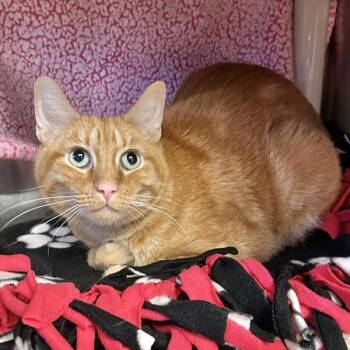 Zesty -  Domestic Short Hair Cat for Adoption in Oakland, California - Zesty | PetCurious