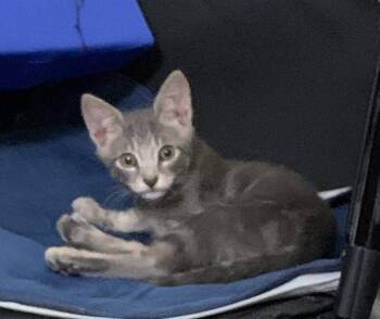 Domestic Short Hair Cats Available for Adoption in Oviedo, Florida - Papi | PetCurious