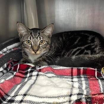 Chai -  Domestic Short Hair Cat for Adoption in Brockton, Massachusetts - Chai | PetCurious