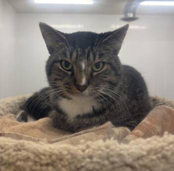 Rescue Domestic Short Hair Cats for Adoption in Richland Center, Wisconsin - Eddie | PetCurious