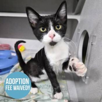 Boomerang -  Domestic Short Hair Cat for Adoption in Sacramento, California - Boomerang | PetCurious