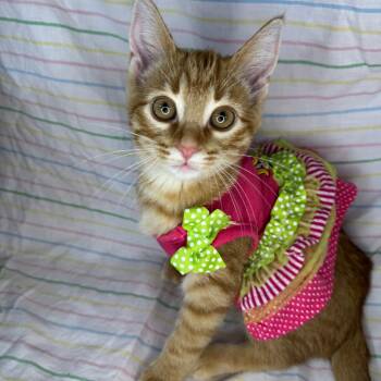 Cheez-It -  Domestic Short Hair and American Shorthair Cat for Adoption in Mount Vernon, Illinois - Cheez-It | PetCurious