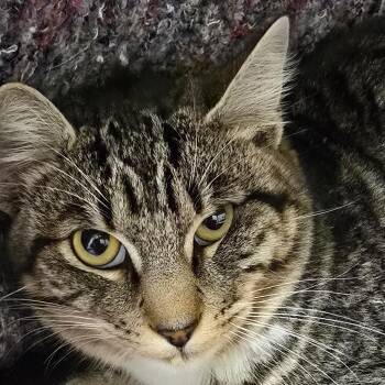 Domestic Short Hair Cats Available for Adoption - Juicy Tangerine | PetCurious