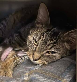 Domestic Short Hair Cats Available for Adoption - JACKIE O | PetCurious