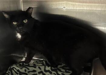 Domestic Short Hair Cats Available for Adoption in Pensacola, Florida - WHARF | PetCurious