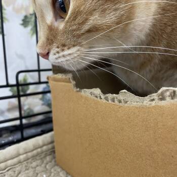 Rescue Domestic Short Hair Cats for Adoption in Le Mars, Iowa - Sasha & Ash | PetCurious