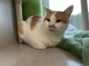 Rescue Domestic Medium Hair Cats for Adoption in Bloomington, Illinois - FLOYD | PetCurious
