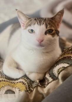 Daisy Mae -  Domestic Short Hair Cat for Adoption in Fort Collins, Colorado - Daisy Mae | PetCurious