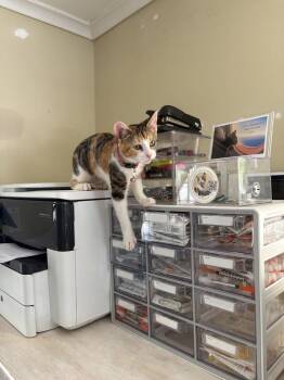 American Shorthair Cats Available for Adoption - Harriet Potter | PetCurious