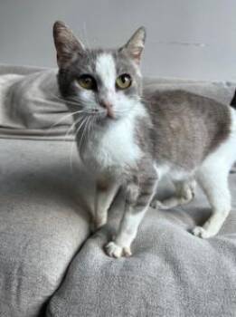 Red -  Domestic Short Hair Cat for Adoption in Savannah, Georgia - Red | PetCurious