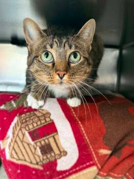 Mazie -  Domestic Short Hair Cat for Adoption in Detroit, Michigan - Mazie | PetCurious