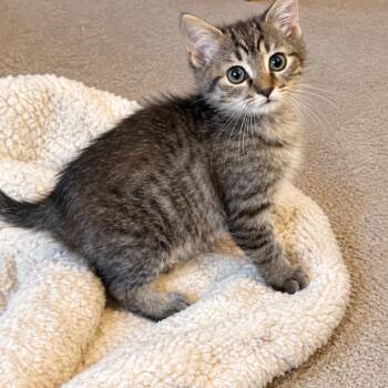 Rascal -  Domestic Short Hair Cat for Adoption in Parkersburg, West Virginia - Rascal | PetCurious
