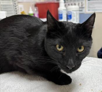 Rescue Domestic Short Hair Cats for Adoption in Sherwood, Oregon - Celaena | PetCurious