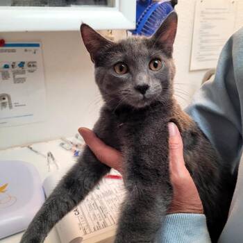 Ash -  Domestic Short Hair Cat for Adoption in Belfair, Washington - Ash | PetCurious