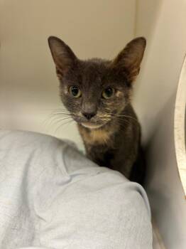 Punky -  Domestic Short Hair Cat for Adoption in Johnson City, Tennessee - Punky | PetCurious