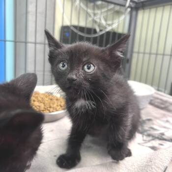 Ivy -  Domestic Short Hair Cat for Adoption in Port Townsend, Washington - Ivy | PetCurious