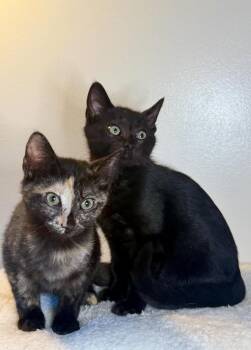 Rescue Domestic Short Hair Cats for Adoption in Boca Raton, Florida - Hope & Kringle - BONDED | PetCurious