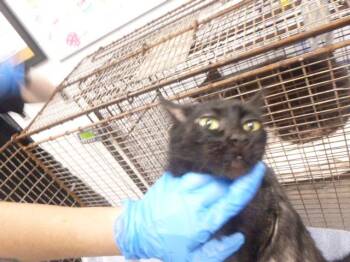 Domestic Short Hair Cats Available for Adoption in Kalamazoo, Michigan - LEMON | PetCurious