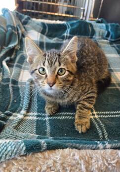 Yuki -  Domestic Short Hair Cat for Adoption in Sidney, Ohio - Yuki | PetCurious