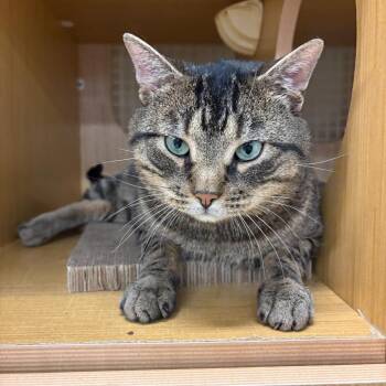 Domestic Short Hair Cats Available for Adoption - Big Poppa | PetCurious