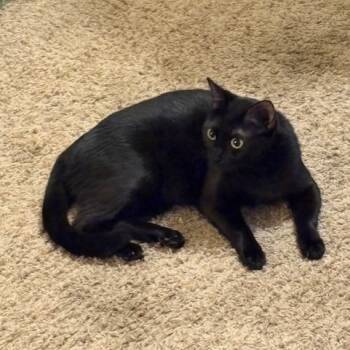 Rescue Domestic Short Hair Cats for Adoption in Tulsa, Oklahoma - Bean | PetCurious