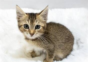 KIKI -  Domestic Short Hair Cat Available for Adoption in Fort Lauderdale, Florida - KIKI | PetCurious
