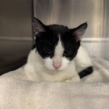 Veggie Burger -  Domestic Short Hair Cat for Adoption in West Olive, Michigan - Veggie Burger | PetCurious