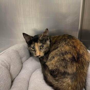 Tiana -  Domestic Short Hair Cat for Adoption in Winthrop, Maine - Tiana | PetCurious