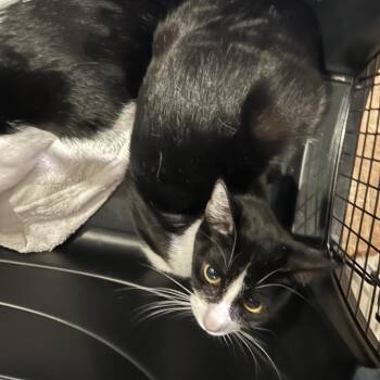 Domestic Short Hair Cats Available for Adoption - Patriot 2 | PetCurious