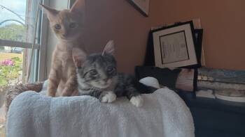 Rescue Domestic Short Hair Cats for Adoption in Powdersville, South Carolina - Lennie | PetCurious