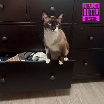 Arabella -  Siamese Cat for Adoption in Vancouver, British Columbia - Arabella | PetCurious