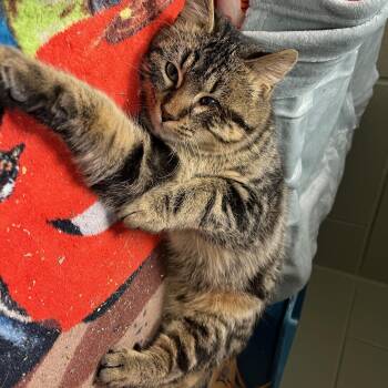 Munchkin and Domestic Medium Hair Cats Available for Adoption - Kirby | PetCurious