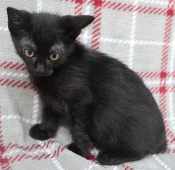 Xylo -  Domestic Short Hair Cat for Adoption in Thief River Falls, Minnesota - Xylo | PetCurious