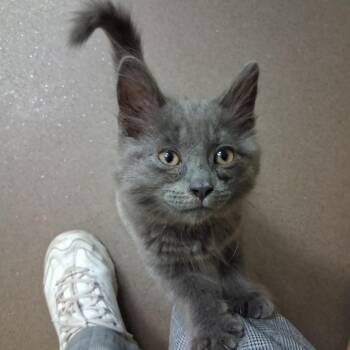 Cornell -  Domestic Long Hair Cat for Adoption in Middlebury, Vermont - Cornell | PetCurious