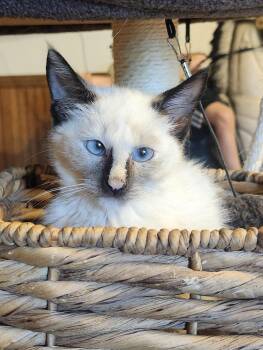 Squiggy -  Siamese Cat for Adoption in Morganton, North Carolina - Squiggy | PetCurious