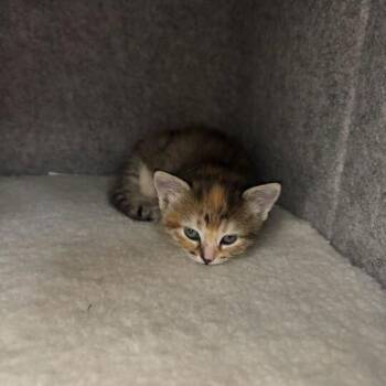 Hannah Montana -  Domestic Short Hair Cat for Adoption in Driggs, Idaho - Hannah Montana | PetCurious