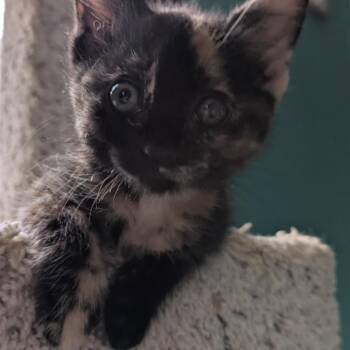 Sparrow -  Domestic Short Hair Cat for Adoption in Oshkosh, Wisconsin - Sparrow | PetCurious