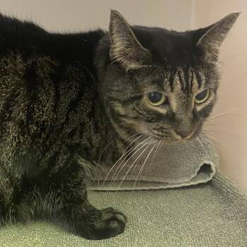 Silki -  Domestic Short Hair Cat for Adoption in Harrisonburg, Virginia - Silki | PetCurious