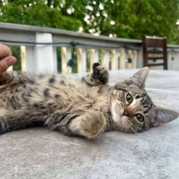 Rescue Domestic Short Hair Cats for Adoption in Plainfield, Illinois - Guppy | PetCurious